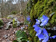 18 Anemone epatica (Hepatica nobilis) sul sent. 507A che risale  seguendo il solco della valle di Stabello